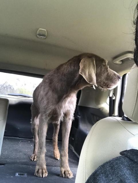 Mallie in the car